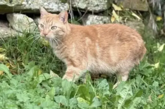 Chat perdu, Fontoy, Grand Est - petite femelle rousse - photo