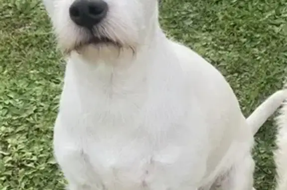 Animaux perdus Damprichard, photo: Perdu chien femelle, Valentigney, Bourgogne-Franche-Comté - Parson Russell blanche, 15 ans