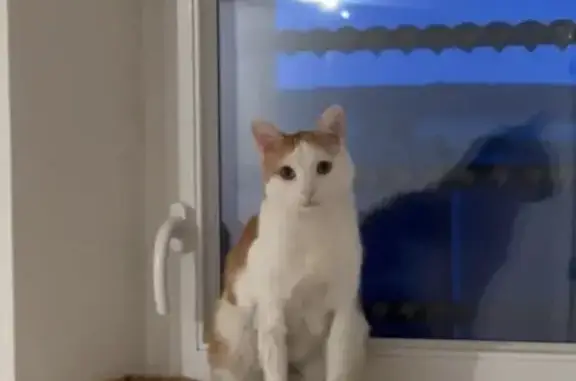 Animaux perdus Boulange, photo: Perdu Chat Homme, Fontoy, Grand Est - roux et blanc