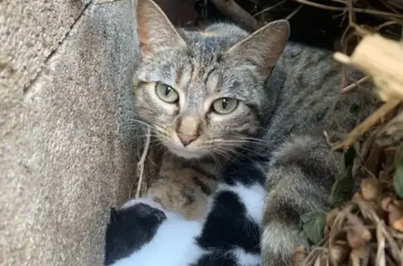 Chat trouvé Saint-Étienne, photo: Trouvé Chat femme, Rue Ovide Brugniaut, Saint-Étienne - avec 4 chatons