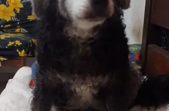 Cachorro perdido Macho (brl002594) - photo