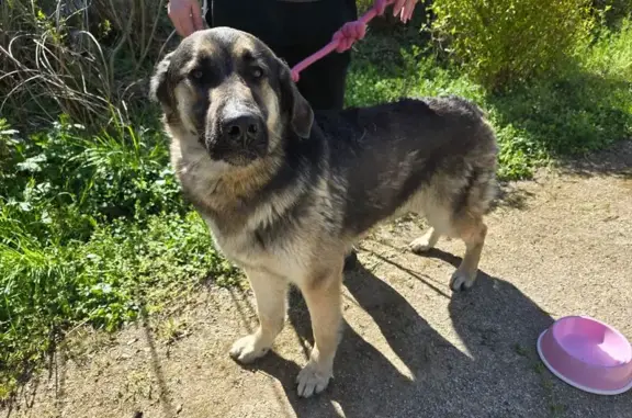 Animaux trouvés Denain, photo: Chien trouvé, Boulevard Charles de Gaulle, 18, Denain