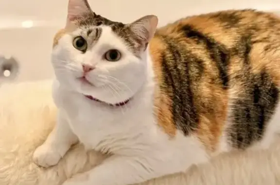 Missing cat Savannah, photo: Lost female cat, Crossover Lane, Savannah - white with orange and black calico