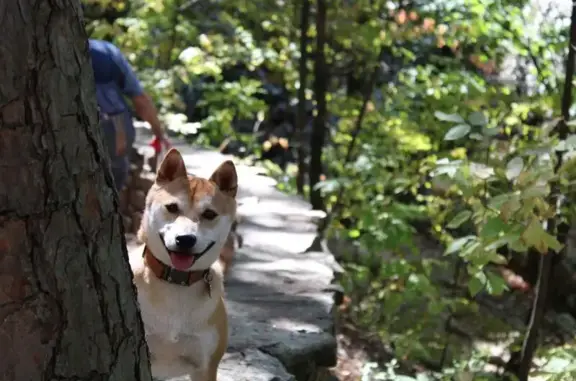 Lost male dog, West Dogwood Street, Rogers - orange brown with a white belly - photo