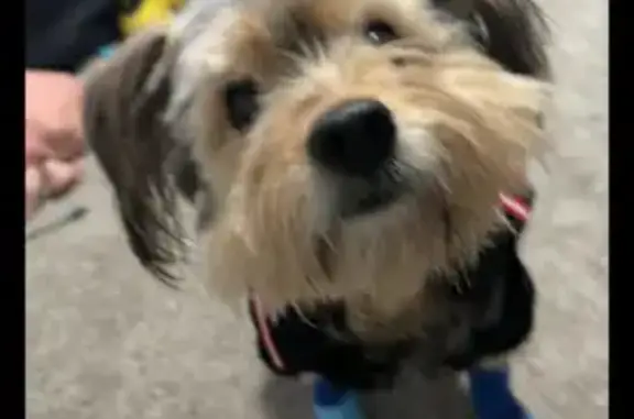 Lost male dog, Crumley Street Southwest, Atlanta - Yorkshire terrier - photo