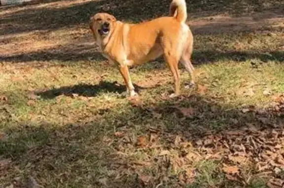 Lost female dog, High Falls, Flovilla - big fluffy golden with purple collar - photo