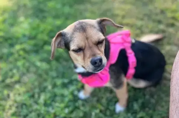 Lost female dog, Hanover Lane, Menifee - black with light brown and white markings - photo