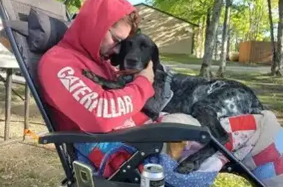 Lost Male Dog, Magee Road South, Boyne Falls - German Shorthaired Pointer, 8 years old - photo