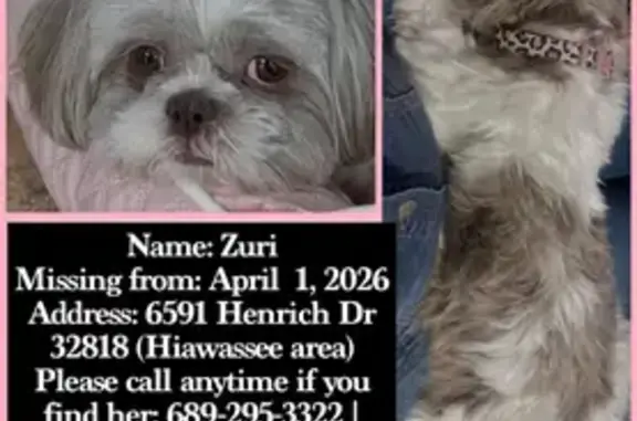 Lost Female Dog, Henrich Drive, Orlando - Pink Barbie Collar - photo