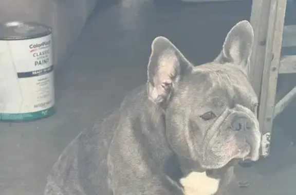 Lost male dog, Lynne Tree Lane West, Jacksonville - gray French bulldog - photo