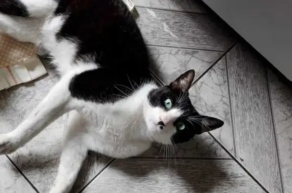 Gato desaparecido Macho (brl002595) - photo