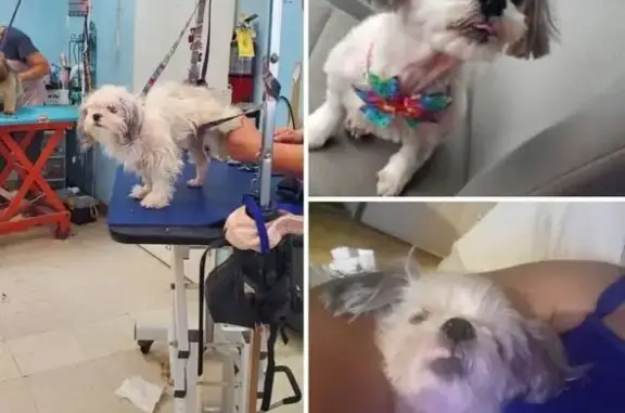 Lost female dog, Old Shelby Road, Mountain View - small white with gray ears - photo