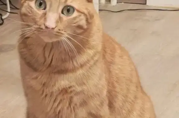 Perdu Chat homme, Rue du Pont, Besançon - Pika, roux européen - photo