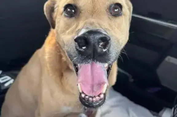 Missing dog Female, Helotes (usl534382) - photo