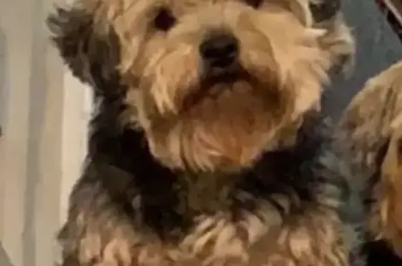 Missing dog Male, Rehrersburg (usl534383) - photo