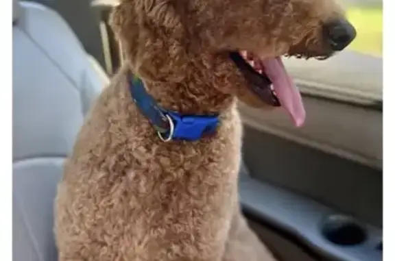 Lost male dog, Main Street, Altoona - yellowish coat - photo