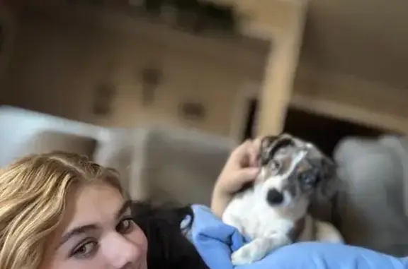 Lost female dog, South Canoe Creek Road, Whittier - Merle colored Jack Russell named Dolly - photo