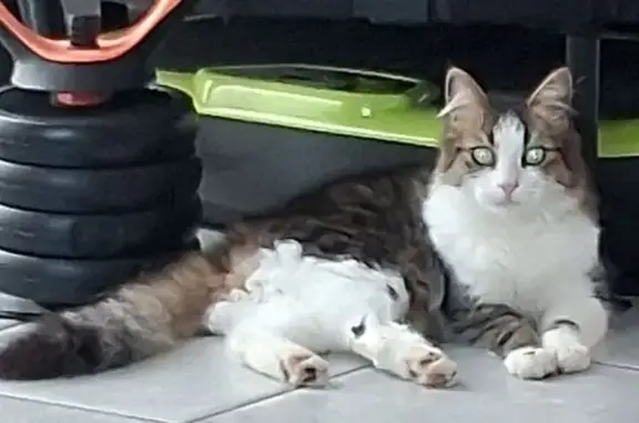 Animaux perdus Fontenay-le-Comte, photo: Chat perdu, Rue des Paludiers, Saint-Hilaire-de-Riez - mâle gris et blanc