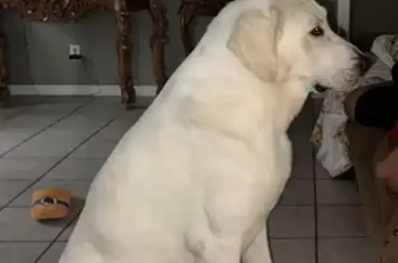 Lost female dog, Triple 7 Trail, 2, Ding Dong, Killeen - photo