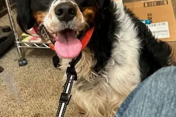 Missing dog Male, Homer (usl534389) - photo