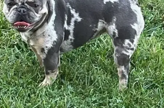 Lost dog, Starr Avenue, Toledo - female blue Merle - photo