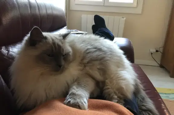 Perdu Chat, Lotissement la Tuilerie, 11, Torreilles - Ragdoll nommé Nestor - photo