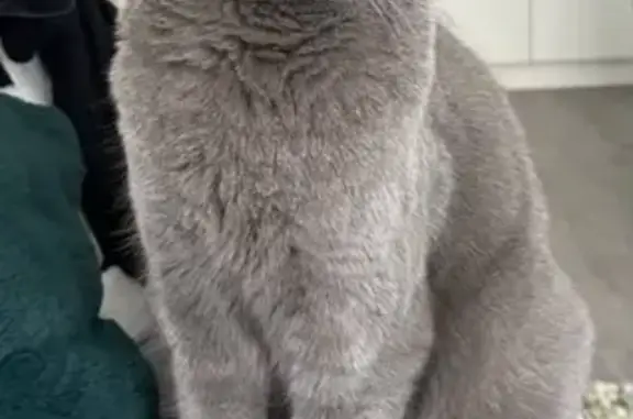 Chat perdu, Cergy, photo: Chat perdu, Rue des Plants Orange, Cergy - Chartreux 4 ans