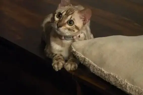 Missing cat North Las Vegas, photo: Lost female cat, Tideview Street, North Las Vegas - Bengal kitten