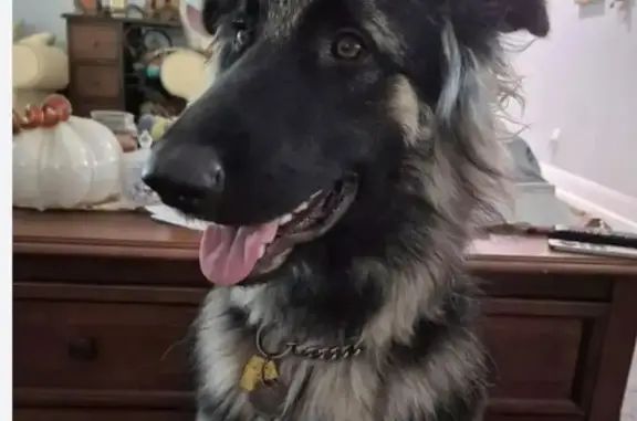 Missing dog Female, Denton (usl534392) - photo