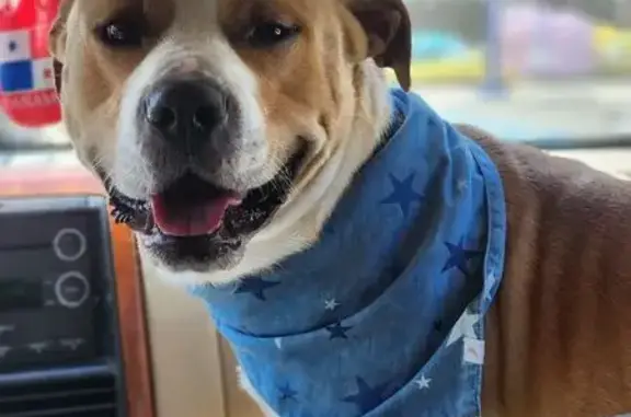 Lost male dog, Midway, Georgia - photo