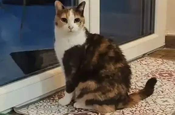 Animaux perdus Gresswiller, photo: Chat perdu, Rue du Docteur Schweitzer, Gresswiller - très peureuse