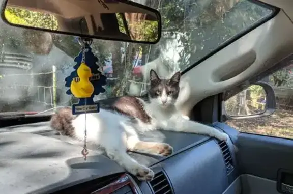 Lost male cat, 6th Avenue Court East, Roy - gray and white Japanese Bobtail - photo