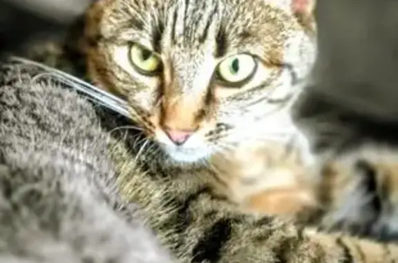 Chat perdu, Tremblay-en-France, photo: Perdu Chat femelle, Deuxième Avenue, Tremblay-en-France - chatte tigrée
