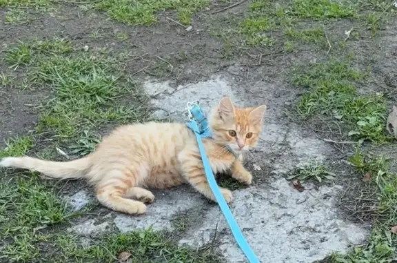 Кошеня 2 місяця зник в 17:00 06.04.2026 Отзивається на маленький по бокам пятнистий