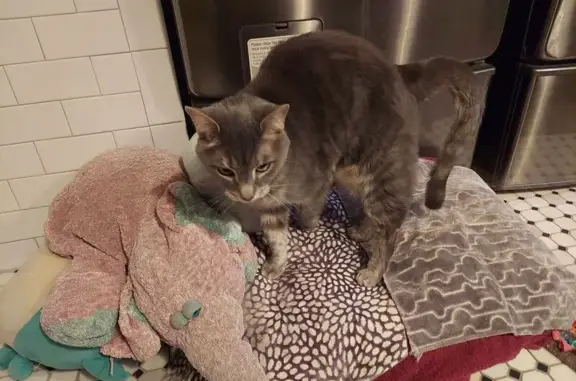 Missing cat Male, Indianapolis (usl534398) - photo