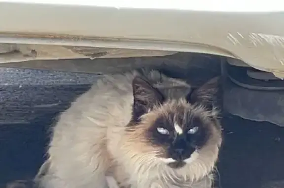 Animaux trouvés Prades-le-Lez, photo: Trouvé chat, Rue Olympe de Gouges, Prades-le-Lez - pelage sale
