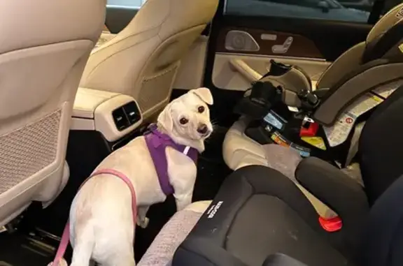 Lost Female Dog, Patton Way, 3801, Bakersfield - Small Terrier with Purple Harness - photo