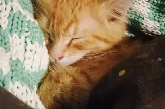 Кошеня рижого кольору, великі вушка, по бокам пятнистий, пропав 06.04.2026 у 17:00 Район метро метробудівників