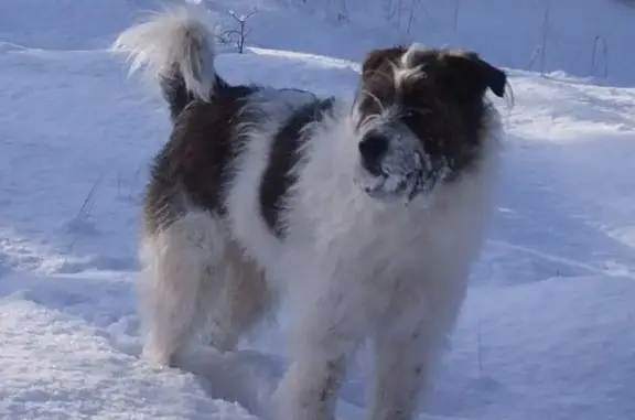 Зник собака чоловічий, Дівички, Київська область - довгошерстий метис тер'єра - photo