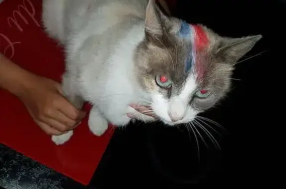 Chat trouvé Plouzané, photo: Chat perdu, Rue des Ormes, Plouzané - blanche et grise, yeux bleus
