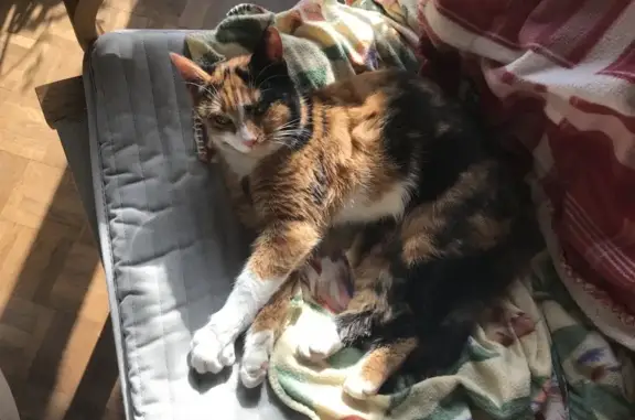 Chat trouvé Brest, photo: Trouvé chat femme, Rue Poullaouec, 16, Brest - écaille