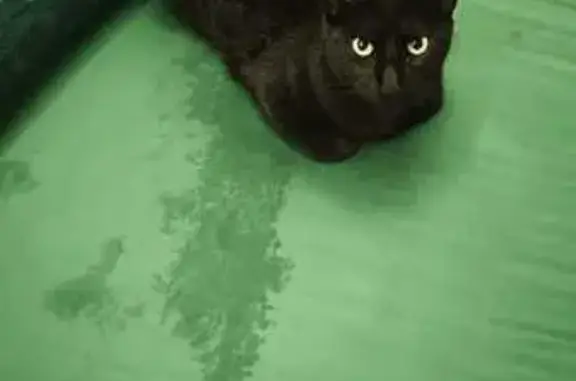 Perdido gato masculino, Calle F, 15, Dos Hermanas, Sevilla - mancha blanca y bulto por hernia - photo