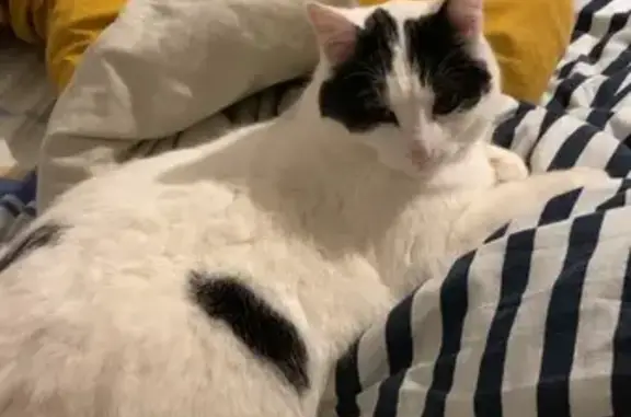 Animaux perdus Niort, photo: Perdu Chat, Rue des Blés, 5, Thénezay, Niort - tache noir sur le côté