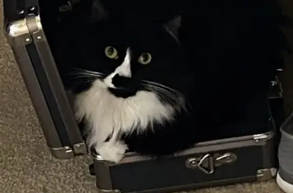 Lost male cat, Lamar Trail, Florence - long haired and chipped - photo