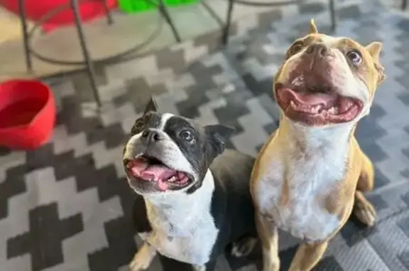 Lost female dog, East Pueblo Avenue, Mesa - black and white with a skin disorder - photo