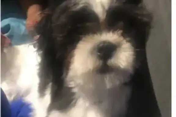 Lost female dog, South Essex Avenue, Chicago - black and white - photo