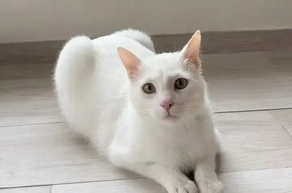 Chat perdu, Résidence du Golf, Le Touquet-Paris-Plage - Marcello, blanc, 2 ans - photo