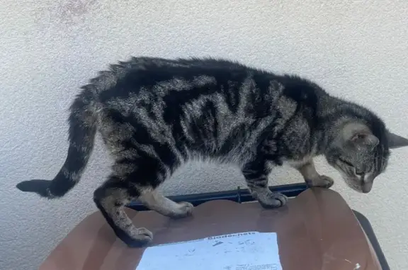 Animaux trouvés Crevin, photo: Trouvé chat mâle, Le Vil, Le Petit-Fougeray - tigré type européen