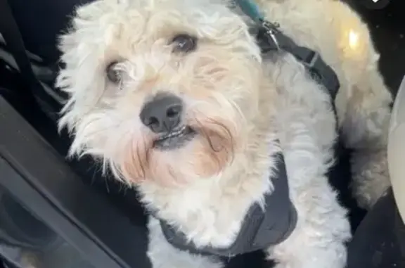 Lost male dog, West 20th Avenue, Gary - light brown Shih Tzu - photo