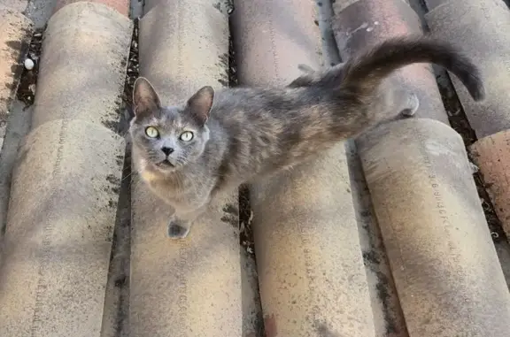 Chat perdu, Avignon, photo: Chat perdu, Chemin de la Reynarde, 513, Carpentras - femelle, tâche blanche/rousse sur le poitrail